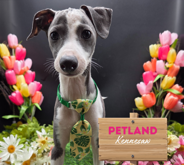 [#251587-03] Blue / White M Italian Greyhound Puppies For Sale