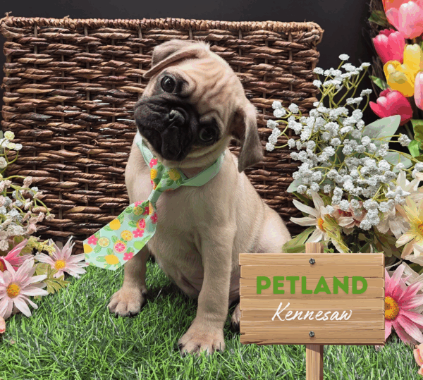 [#251532-02] Fawn M Pug Puppies For Sale