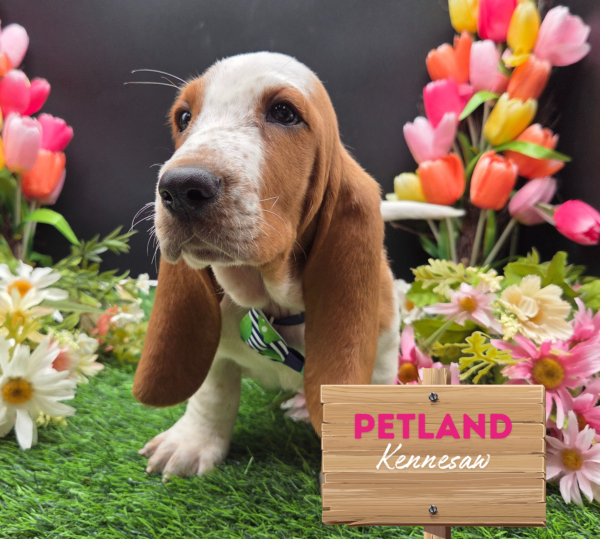 [#251843-04] Red / White F Basset Hound Puppies For Sale