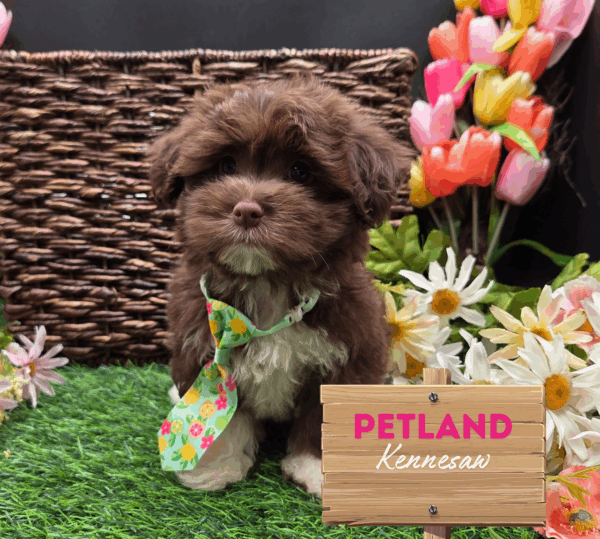 [#251496-01] Chocolate M Havanese Puppies For Sale