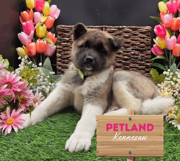 [#25245-05] Brown / White F Akita Puppies For Sale