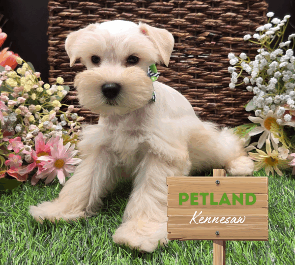[#251482-04] White F Miniature Schnauzer Puppies For Sale