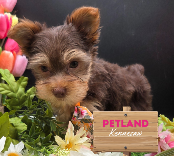 [#25532-01] Chocolate M Yorkshire Terrier Puppies For Sale