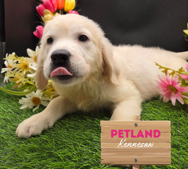 [#251726-07] English Cream F Golden Retriever Puppies For Sale