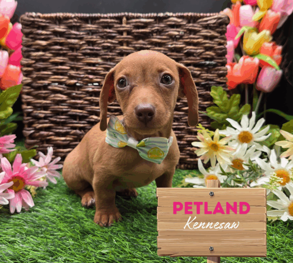 [#251387-03] Red F Dachshund Puppies For Sale