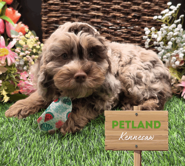 [#251682-01] Chocolate Merle M Cock A Poo Puppies For Sale