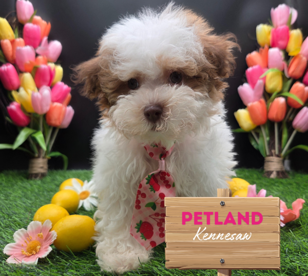 [#25613-04] Red M Havapoo Puppies For Sale