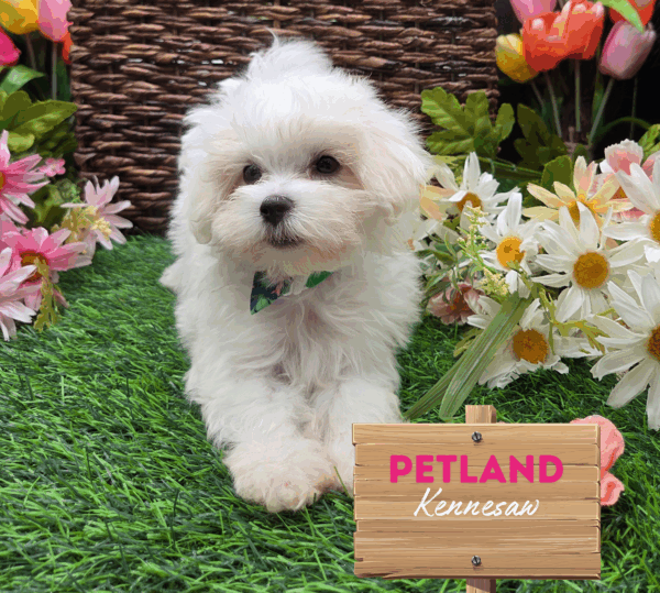 [#251691-03] White F Maltese Puppies For Sale