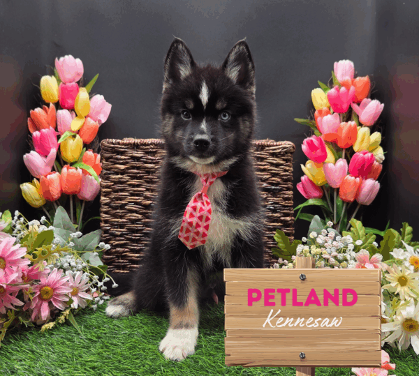 [#25718-02] Black Tan / White M Pomsky Puppies For Sale