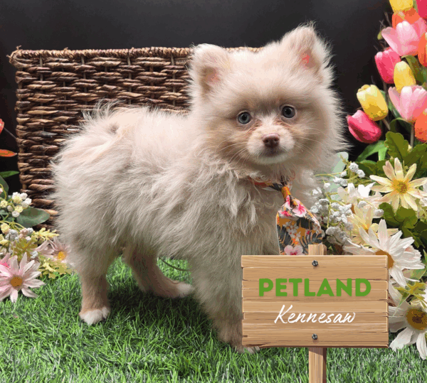 [#25563-01] Blue Merle M Pomeranian Puppies For Sale