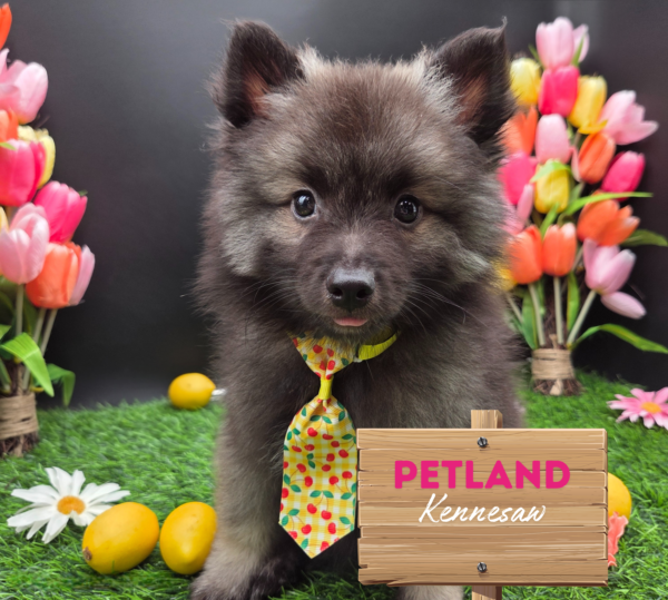 [#25650-03] Silver / Black M Keeshond Puppies For Sale