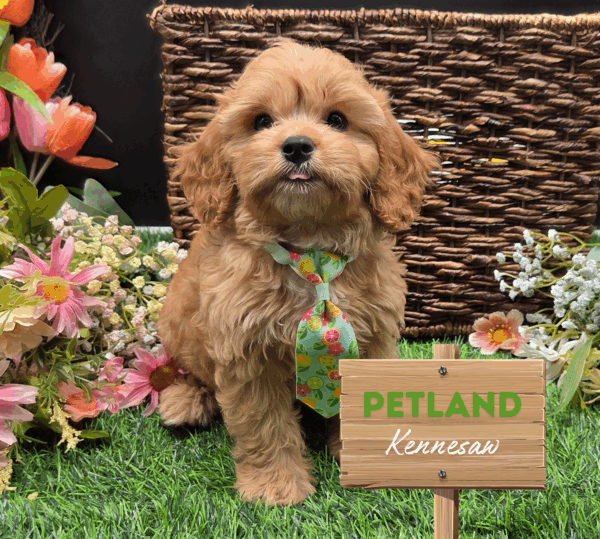 [#25634-01] Red M Cavapoo F1 Puppies For Sale