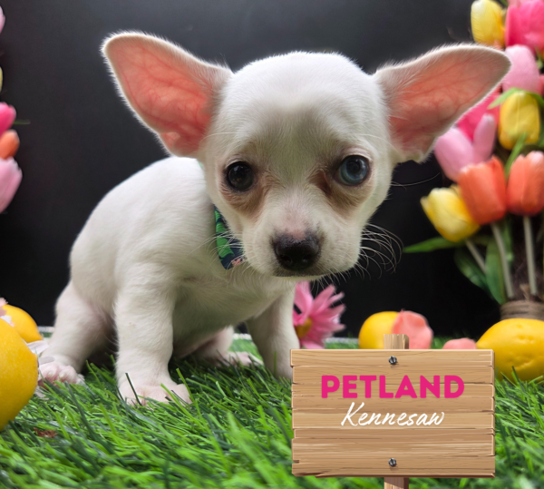 [#251454-03] White F Chihuahua Puppies For Sale