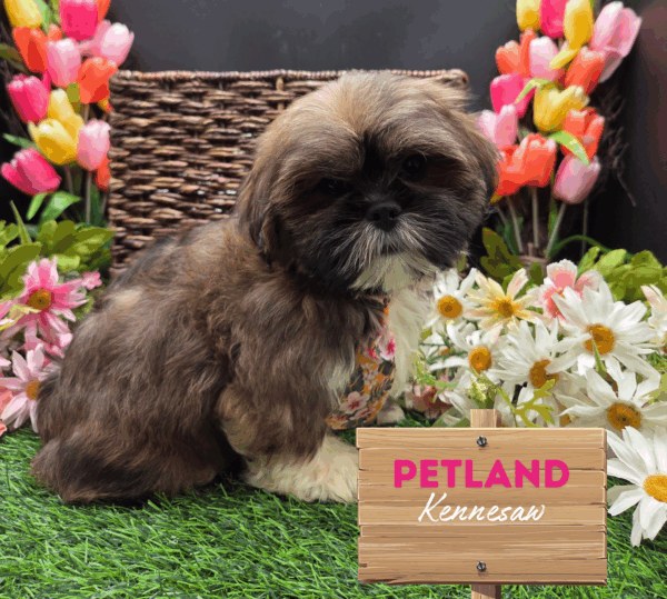 [#251538-06] Gold / White M Lhasa Apso Puppies For Sale