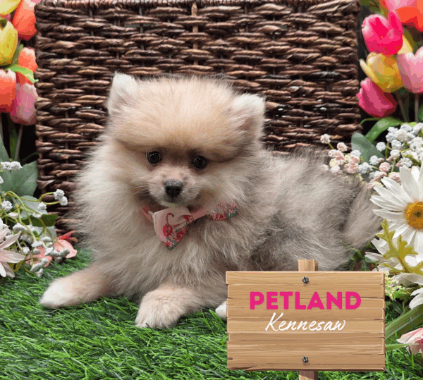 [#251798-01] Blue Merle F Pomeranian Puppies For Sale
