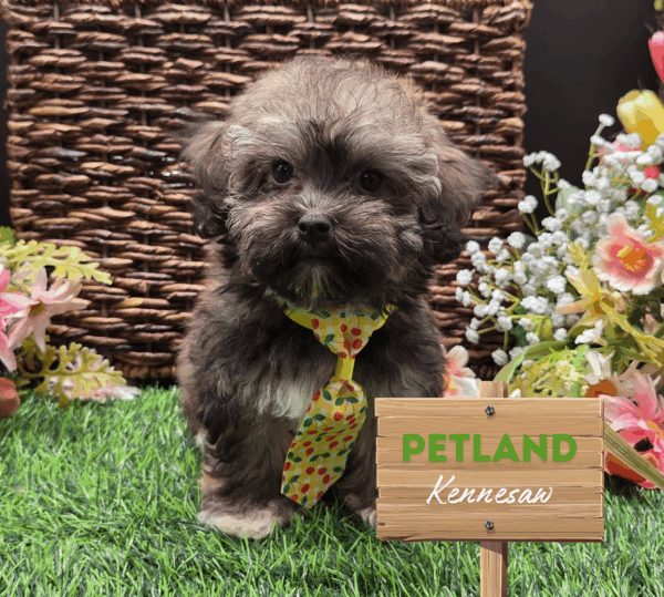 [#25633-01] Sable M Havanese Puppies For Sale