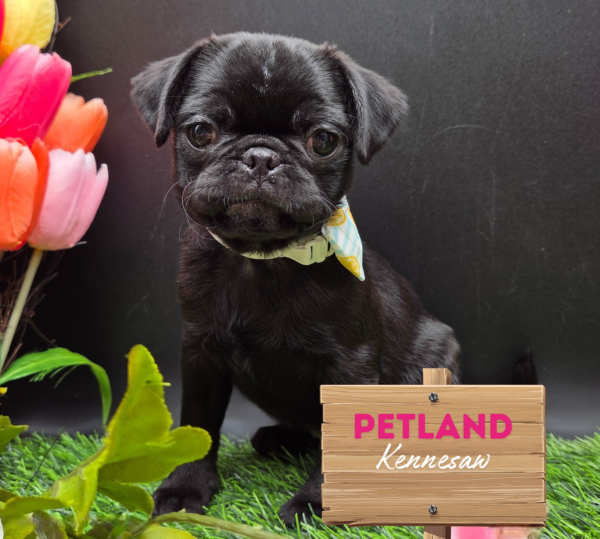 [#251383-08] Black F Pug Puppies For Sale