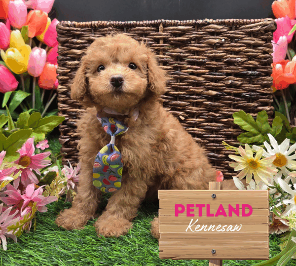 [#251879-05] Red M Goldendoodle Puppies For Sale