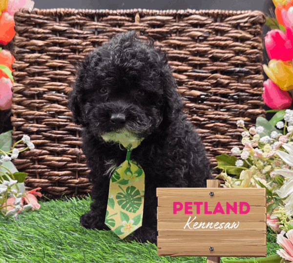 [#251512-03] Black / White M Poodle Mini Puppies For Sale