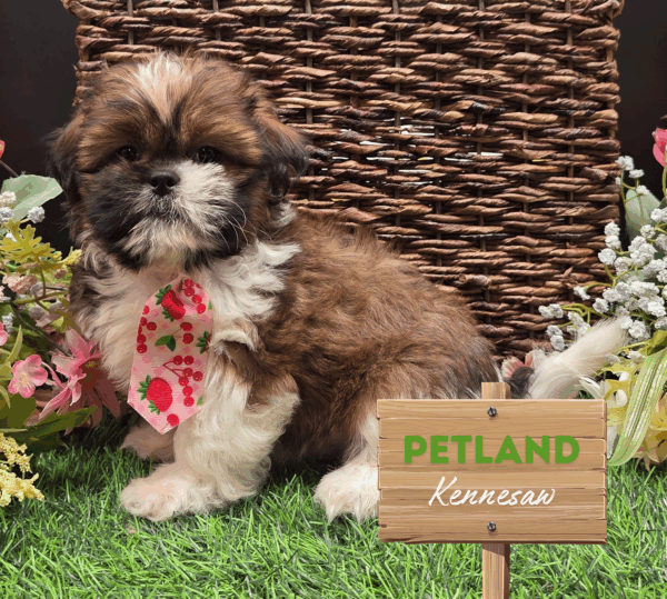 [#251358-01] Tri-Colored M Shih Tzu Puppies For Sale