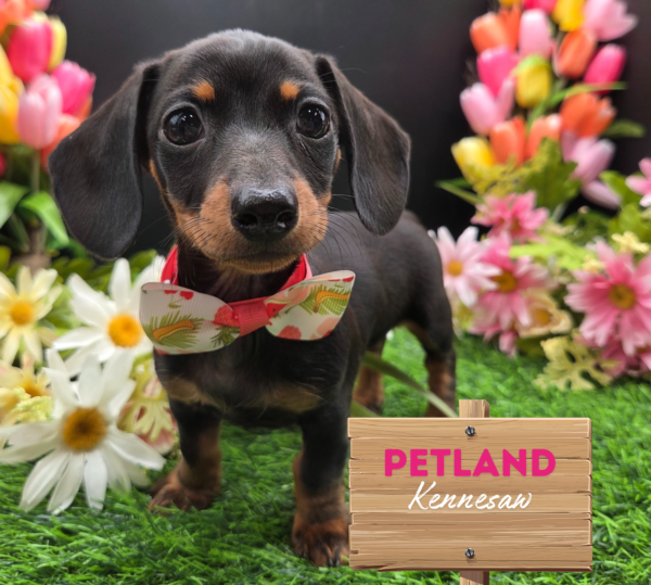 [#251336-03] Black / Tan F Dachshund Puppies For Sale