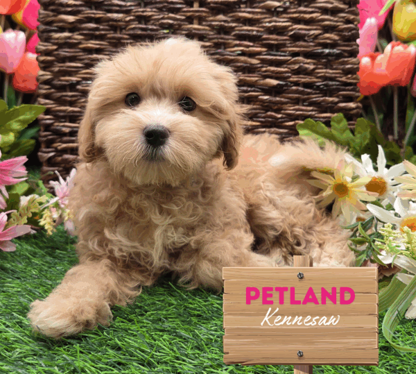[#251705-02] Apricot F Maltipoo Puppies For Sale