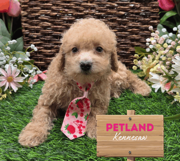 [#251512-01] Light Red M Poodle Mini Puppies For Sale