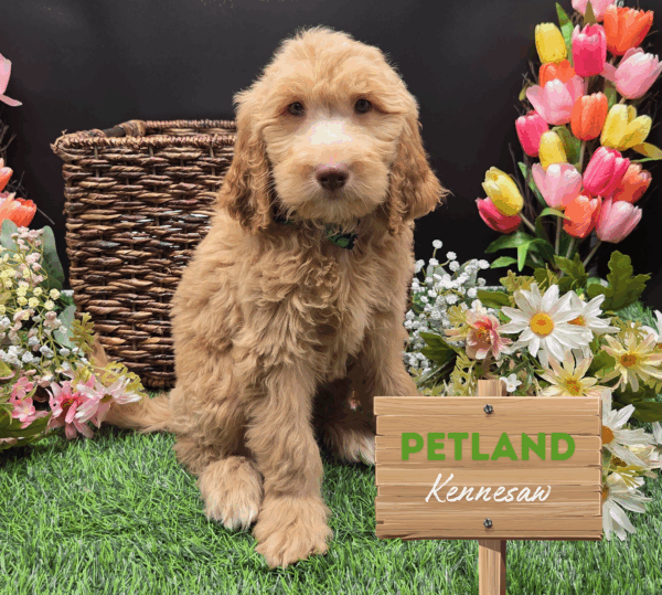 [#25240-06] F Poodle Standard/Goldendoodle Standard F1 Puppies For Sale