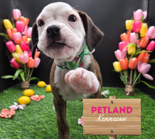 [#25191-05] Fawn / White F Boxer Puppies For Sale