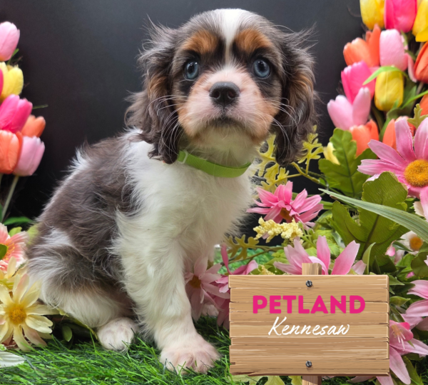 [#251314-04] Blue Merle F Cavalier King Charles Spaniel Puppies For Sale