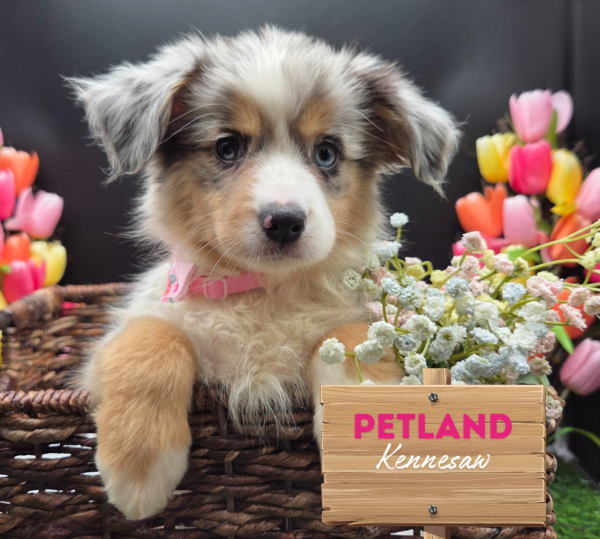 [#25581-03] Blue Merle F Miniature American Shepherd Puppies For Sale