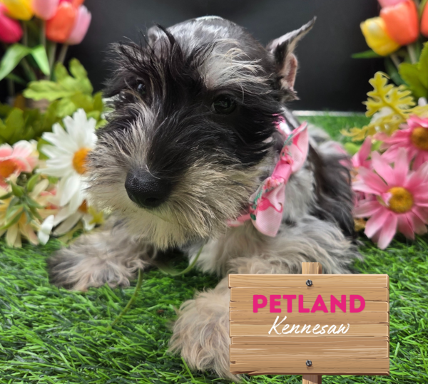 [#251679-05] Blue Merle F Miniature Schnauzer Puppies For Sale