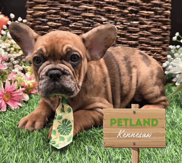[#251678-02] Chocolate Merle M Frenchton Puppies For Sale
