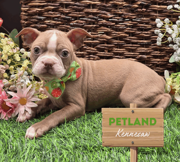 [#251530-08] Lilac / White F Boston Terrier Puppies For Sale
