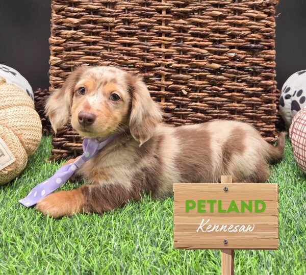 [#252105-02] Chocolate M Dachshund Puppies For Sale