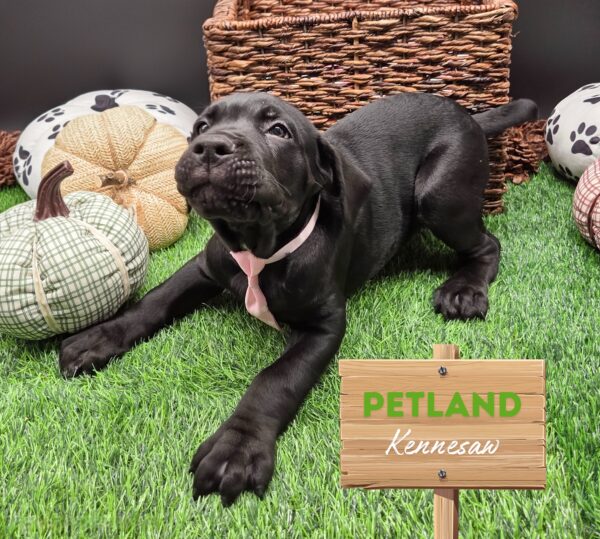[#251959-03] Black M Cane Corso Puppies For Sale