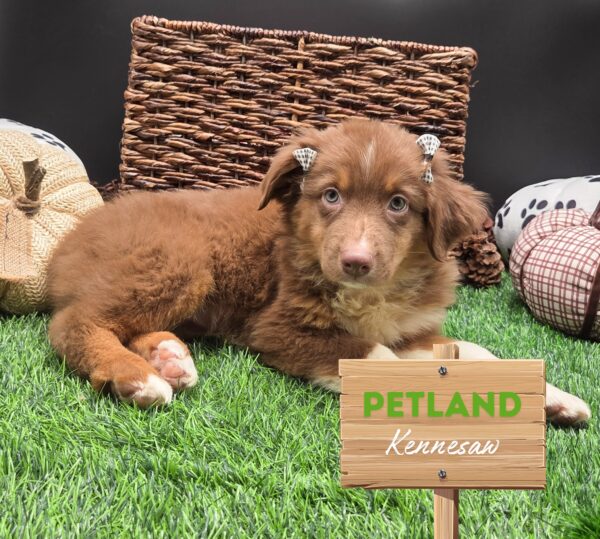 [#25639-07] Red F Australian Shepherd Puppies For Sale