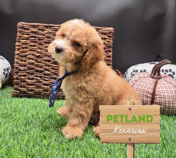 [#25668-02] Apricot M Goldendoodle Mini/Goldendoodle Mini F1b Puppies For Sale