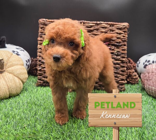 [#25668-03] Apricot F Goldendoodle Mini/Goldendoodle Mini F1b Puppies For Sale