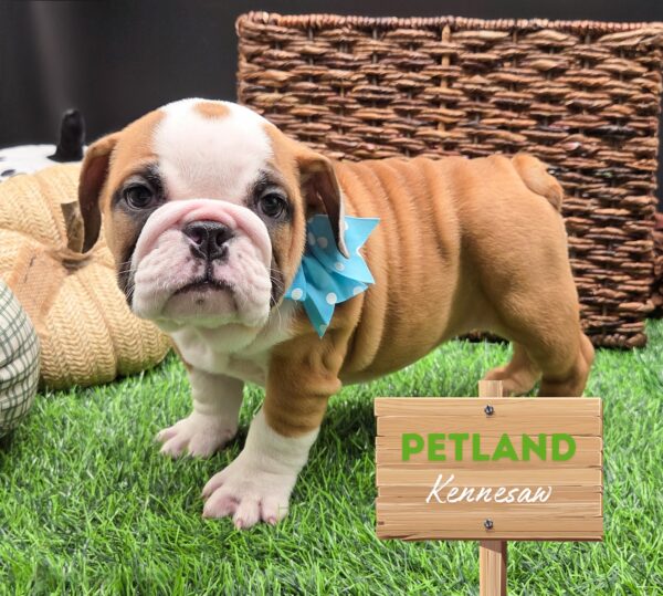 [#251593-07] Dark Brown F English Bulldog  Puppies For Sale