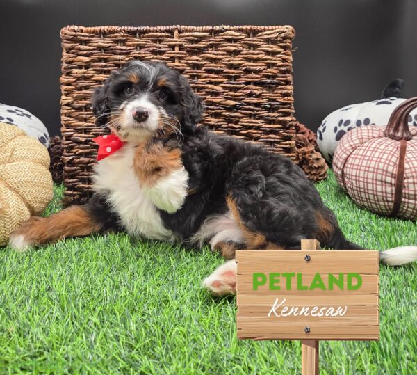 [#25265-04] Tri-Colored F Bernedoodle Mini Puppies For Sale