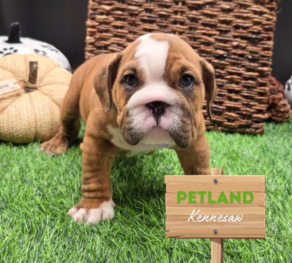 [#252032-04] Red / White F English Bulldog  Puppies For Sale