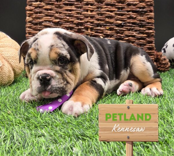 [#252026-01] Blue Merle M English Bulldog  Puppies For Sale