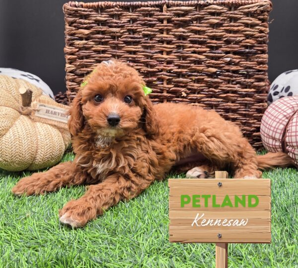 [#25637-03] Red F Cavapoo F1B Puppies For Sale