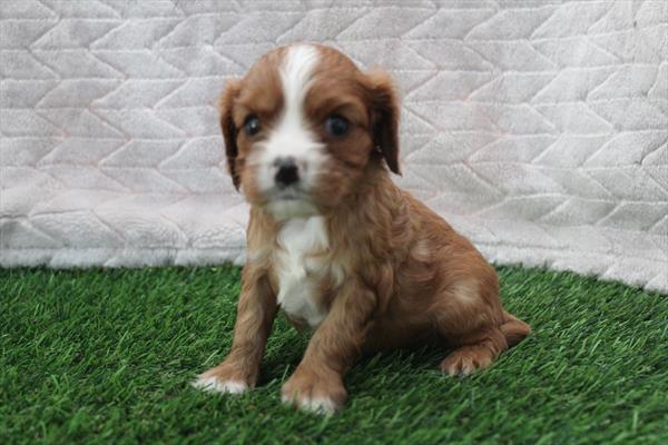 [#251629-02] Ruby M Cavalier King Charles Spaniel Puppies For Sale