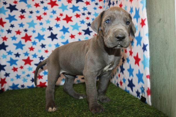 [#25266-06] Blue F Great Dane Puppies For Sale
