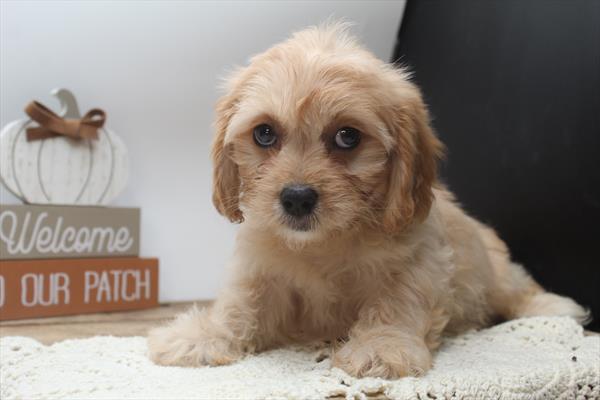 [#251980-08] Tan F Cavachon Puppies For Sale