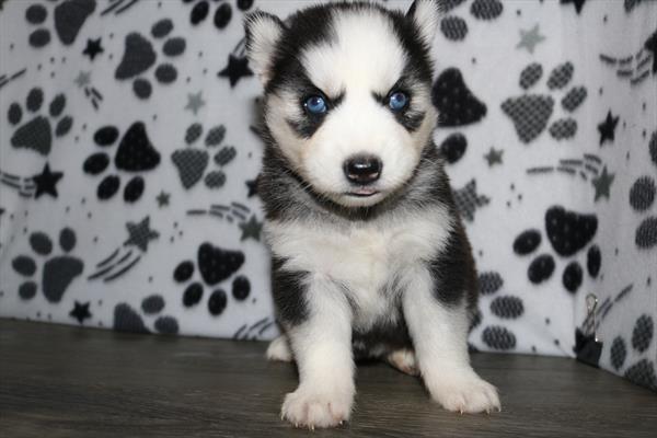 [#25302-04] Black / White F Siberian Husky Puppies For Sale