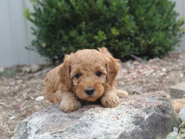 [#252222-05] Red F Goldendoodle Puppies For Sale