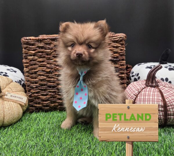 [#25638-02] Brown M Pomeranian Puppies For Sale